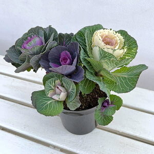 n{^񂹐A[Yu[PEۗtn~bNX5A