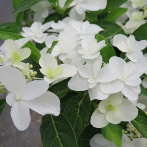 Ԗ ؂̕c/}AWTCFtWmVLixm̔j4|bg