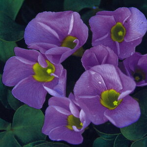 Ԃ̕c/ILUXFoArX x_[3.5|bg