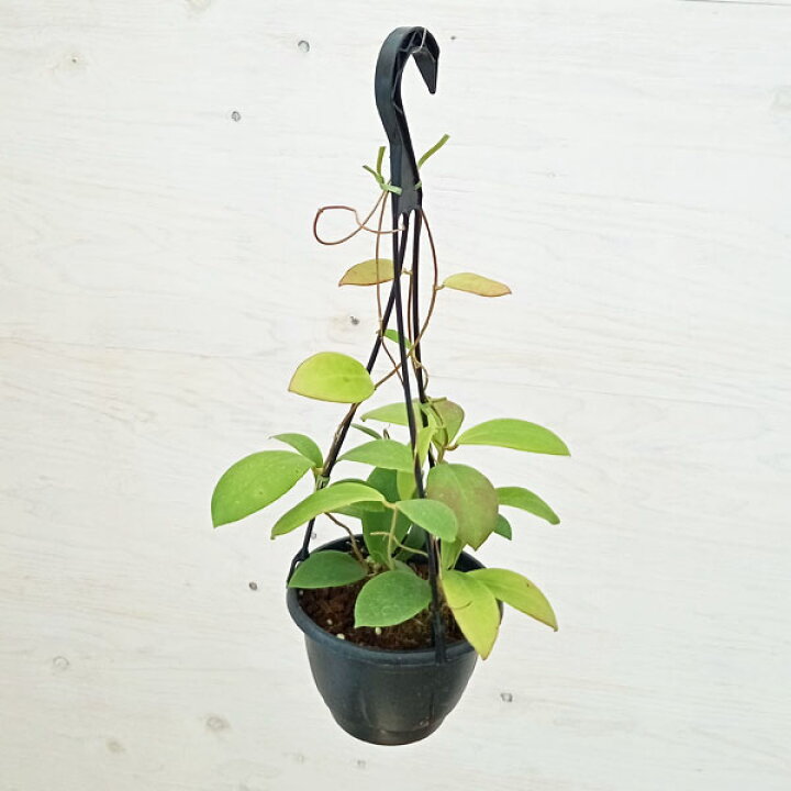 楽天市場】観葉植物/ホヤ：ミンドレンシス ピンク 5号吊り鉢 : 園芸 
