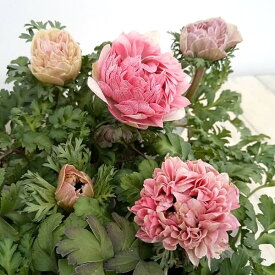 草花の苗/アネモネ：クラシカルピンク3-3.5号ポット 12株セット