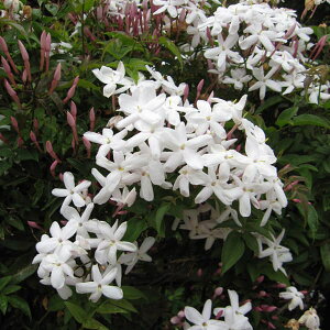 nSWX~iH߃WX~j5݂蔫A