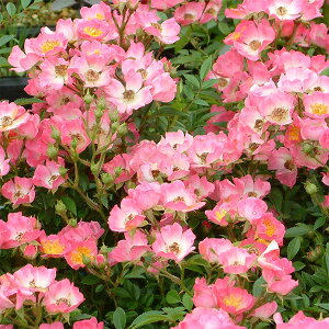 o̕c/oi쐶jFԉԃmCo@i~rj2.5-3|bg