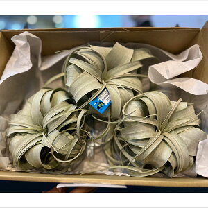 ϗtA/[]`WAFLZOtBJ@STCYia15cmOj3Zbg