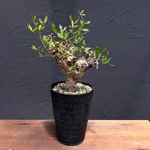 ϗtA/R~tHFtHAZAiς݁j 4A