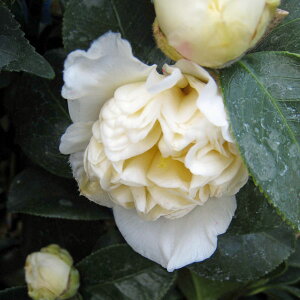 Ԗ ؂̕c/coLiցjFi낱݂́j4.5|bg