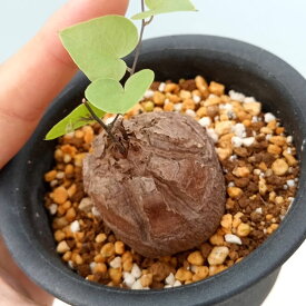 観葉植物/[アーリーサマーセール]ディオスコレア（亀甲竜）：モンタナ　2.5号鉢植え（直径4-5cm）