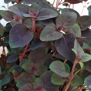 Ԃ̕c/V}LAFyV`R[g3|bg*