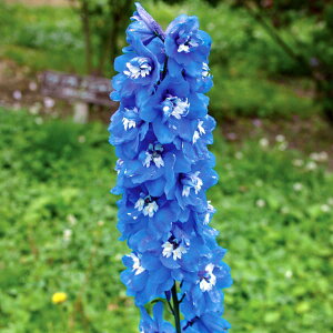 Ԃ̕c/[]ftBjEFu[o[h3.5|bg 12Zbg