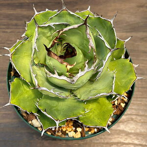 ϗtA/[]AKxF`^m^ 6A 23-01