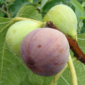 ʎ̕c/C`WNF{i{j4`5|bg