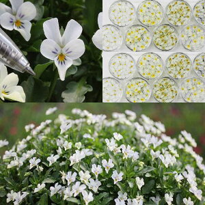 Ԃ̕c/[]MSKK[fɏփrIFt[bg@zCgiN[`zCgj3|bg 12Zbg