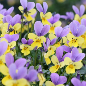 Ԃ̕c/[]MSKK[frIFɏփrIF}CNrbgoCJ[iA\[gj3|bg 12Zbg