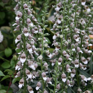 Ԃ̕c/WM^XitHbNXO[ujFR[q[N[3-3.5|bg 12Zbg