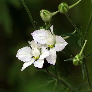 Ԃ̕c/璹i`h\EE[NXp[jFzCgiNo5j3|bg 6Zbg