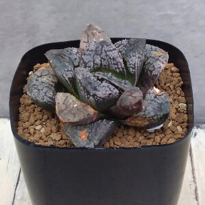 ϗtA/nI`AFw֕iWM52EB~[zj2.5XNGA