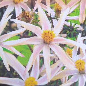 Ԃ̕c/`R[gRXXFԂƂ 䂫3|bg