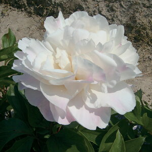 Ԃ̕c/VNN(䉖)FK[fjA6A