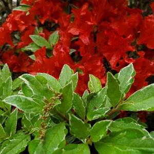 Ԗ ؂̕c/ccWF薶ccW30cm