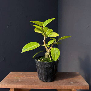 ϗtA/tBJXFAeV}i~͎dāj 5|bg*