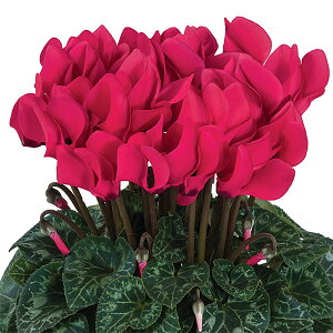 Ԃ̕c/VNFh[XP[v@fB[v[Y3.5|bg 6Zbg