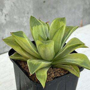 ϗtA/nI`AFc[T 2.5XNGA