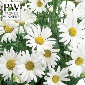 草花の苗/レウカンセマム：ミルキーウェイ・デイジーメイ11cmポット