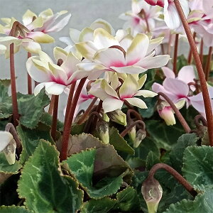 Ԃ̕c/VNFO[eBAisN`zCgnj3|bg