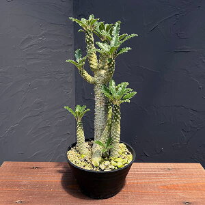 ϗtA/hXejAFuj[ij 5ANo.3