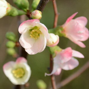 Ԗ ؂̕c/{Pi؉ZjF_̕iNm~lj3|bg