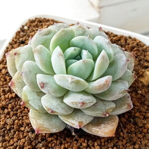 ϗtA/GPxAFA[WOO[X 2.5|bg