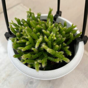 �ϗt�A��/���v�T���X�F�Z���E�X�N���@�w�A���[3���݂蔫