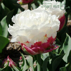 /[]`[bvid炫jFACXN[3 10܃Zbg