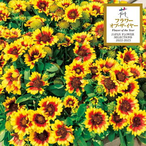 Ԃ̕c/KCfBAFXsgbv X^[o[Xg3.5|bg 6Zbg