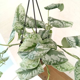 観葉植物/スキンダプサス：トレウビー（シルバーグリーンの斑入り）5号吊り鉢