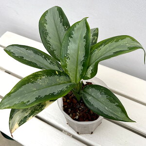 ϗtA/AOIl}FXiv[i˂`bvAj 4A