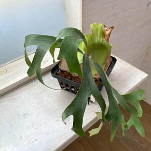 �ϗt�A��/[��������][�I���Z�[��]�i�킯��������j�r�J�N�V�_�i�R�E���������j�F�E�B�����_ �|�b�g�c