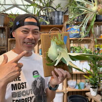 楽天市場】コウモリラン ベイチーの通販