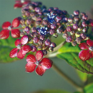 Ԗ ؂̕c/}AWTCFԕqiAJxGj3|bg