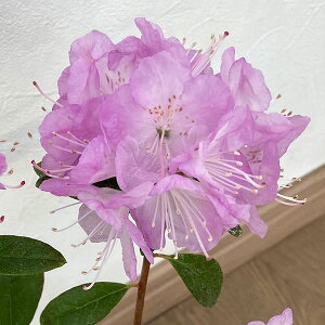 Ԗ ؂̕c/ccWiVNiQjF͂邩4|bg