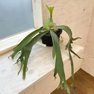 ϗtA/[]i킯jrJNV_iREjFEBL[ cv. VgiSingthongjiqpupj|bgc 23-03