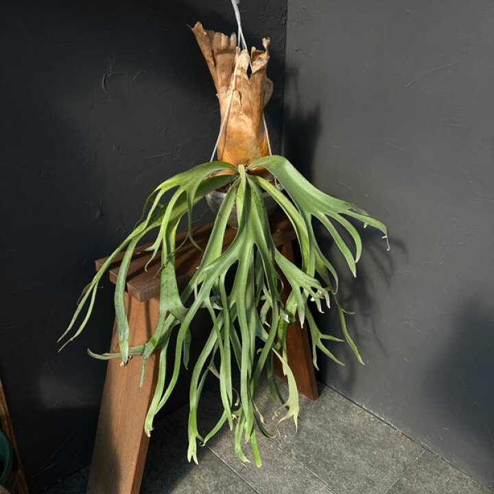 楽天市場】観葉植物/[送料無料]（わけあり特価）ビカクシダ（コウモリ 