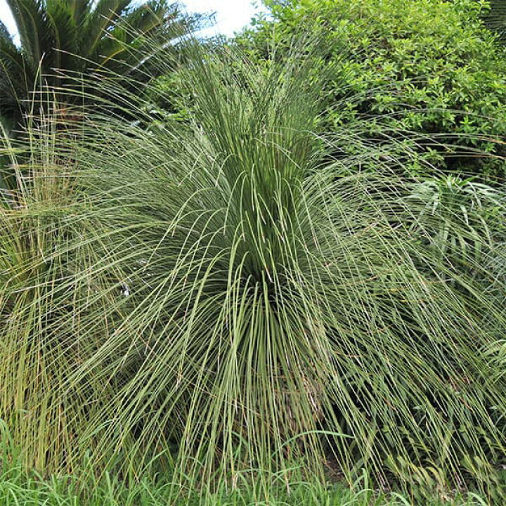 楽天市場】観葉植物/（わけあり特価）ダシリリオン ロンギッシマム5号  