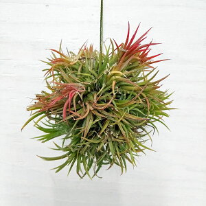 ϗtA/`WAFCIi^ nMO{[d STCY