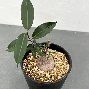 ϗtA/i킯jygy`AFi^VX 4A