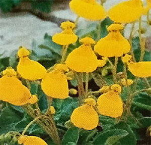 Ԃ̕c/JZIAihjFrt[@S[hLbv3|bg 3Zbg