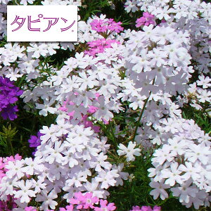 �o�[�x�i�i�h���j�F�^�s�A���p�[�v���b�V���z���C�g3���|�b�g�E�ꕽ�ĕ��i8���j�Z�b�g(R)