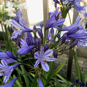 草花の苗/アガパンサス（四季咲き）：サマーラブブルー4.5号ポット 3株セット