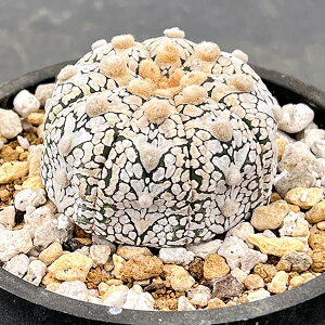 ϗtA/i킯jAXgtBcFہiV^Cvj323-04