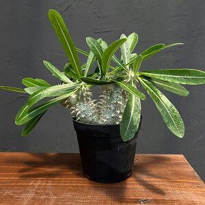 ϗtA/pL|fBEFb单 ij 3.5